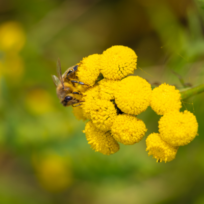 260731_Heidebluete_Fassberg_Tele-6551.jpg
