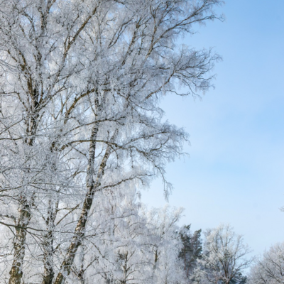 Groß (260111_Schnee_am_Lönsstein_IMG_5426).jpeg