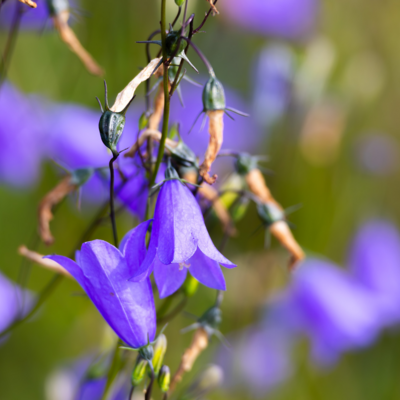 260731_Heidebluete_Fassberg_Tele-6494.jpg