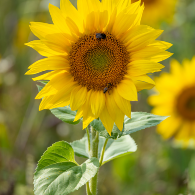 260731_Heidebluete_Fassberg_Tele-6454.jpg