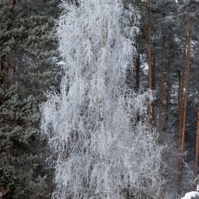 Groß (260111_Schnee_am_Lönsstein_IMG_5463).jpeg