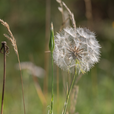 260731_Heidebluete_Fassberg_Tele-6652.jpg