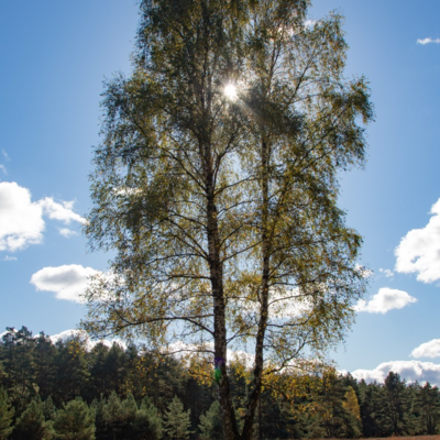 Groß (IMG_5100).jpeg