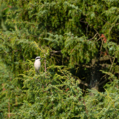 260731_Heidebluete_Fassberg_Tele-6695.jpg