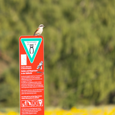 260731_Heidebluete_Fassberg_Tele-6742.jpg