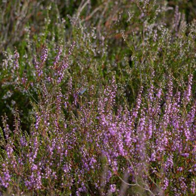 260731_Heidebluete_Fassberg_Tele-6499.jpg