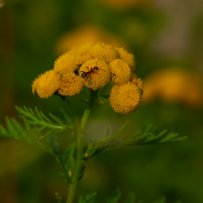 260731_Heidebluete_Fassberg_Tele-6608.jpg
